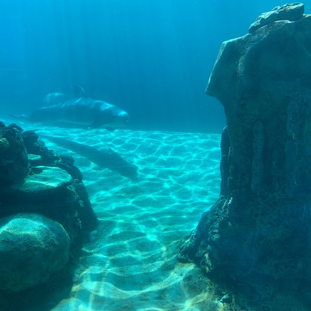 Meet your Posher, Yang